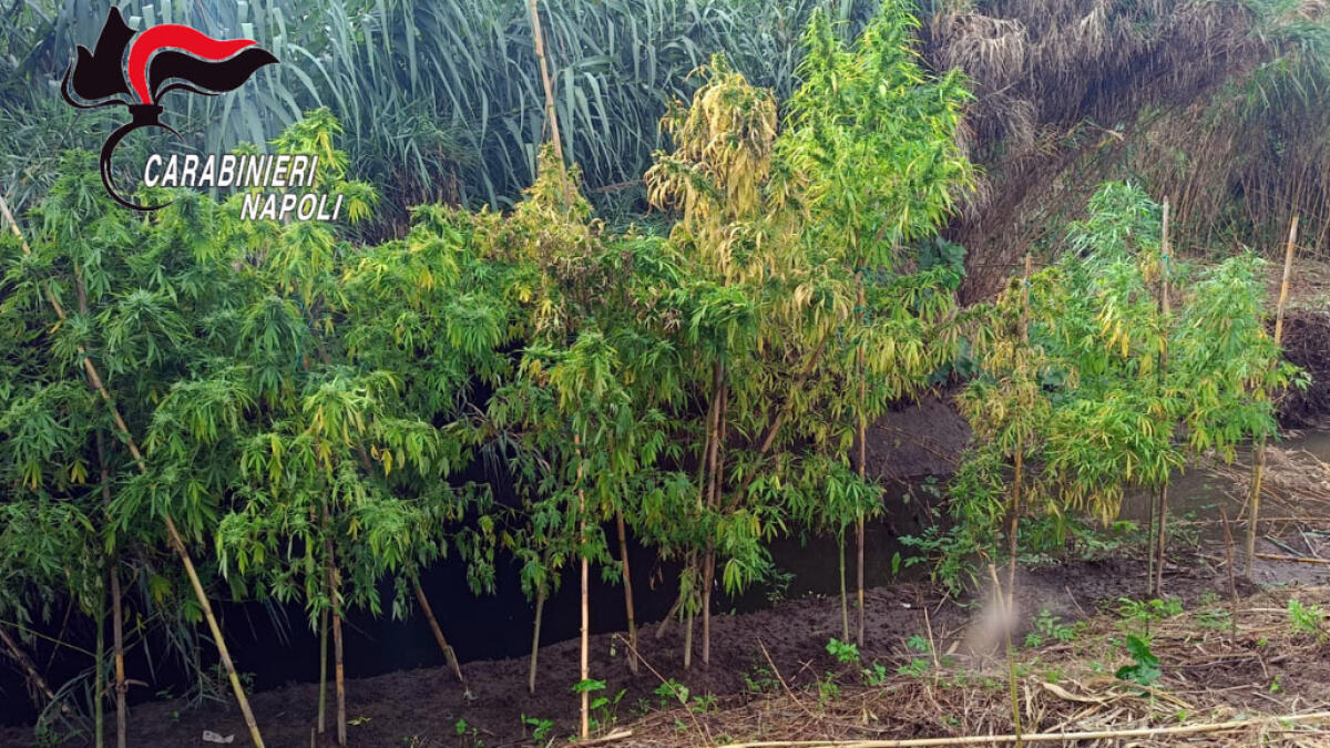 Scoperta piantagione di marijuana a Nola - 