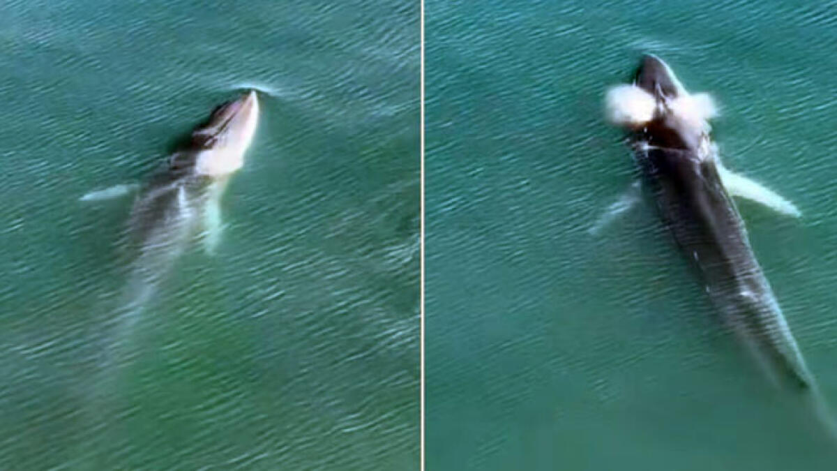 Due balenottere avvistate nel mare vesuviano - 