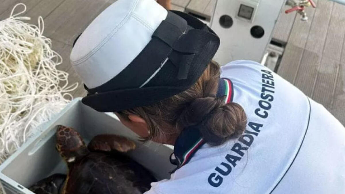 Caretta Caretta intrappolata tra le corde nel mare vesuviano - 