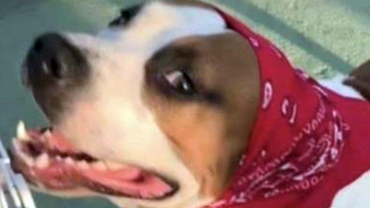 Incendia la casa del fratello, muore il cagnolino - 