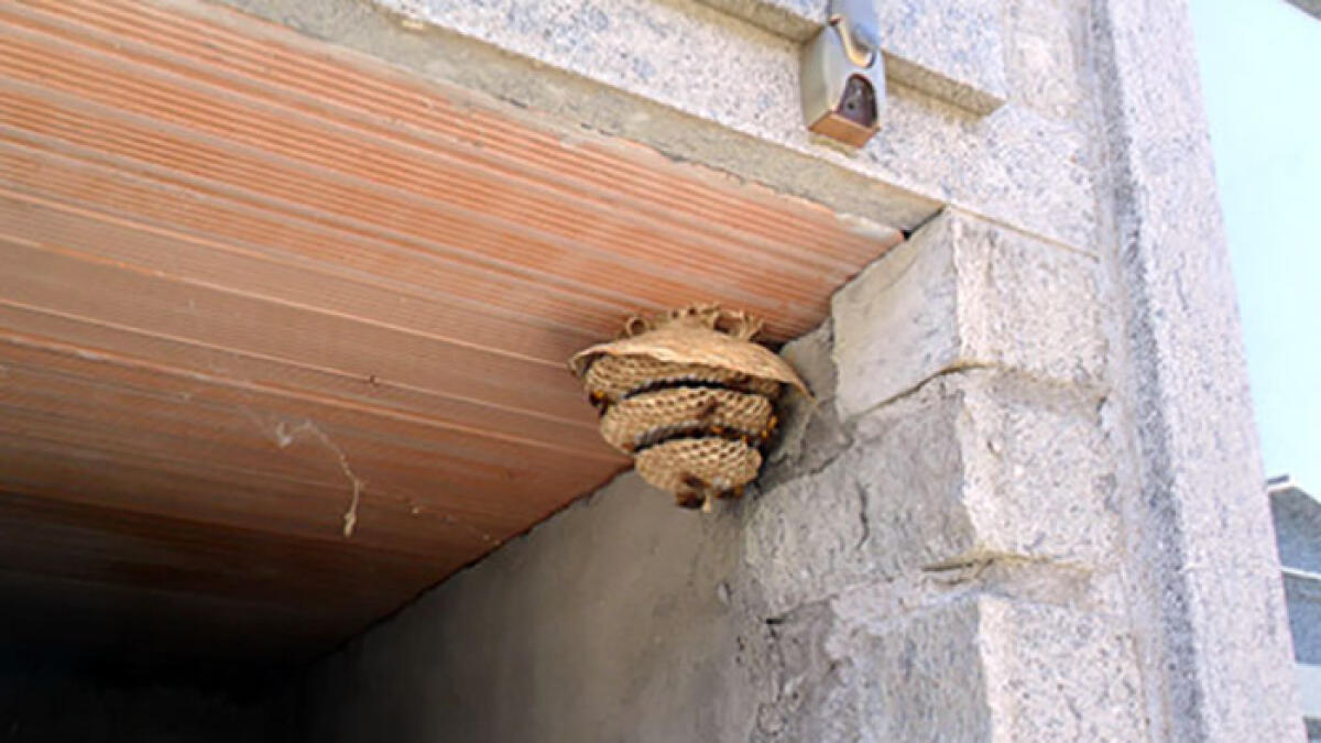 Nidi di calabroni sulle tombe del cimitero - 