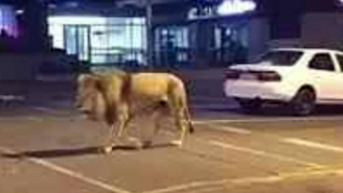 Scappa leone dal circo a Nola, ma è l'IA - 