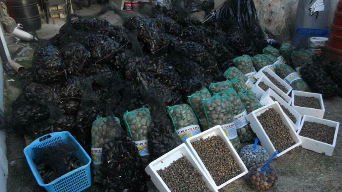 Sporcizia e cattiva conservazione, sequestrati 50 chili di frutti di mare e alimenti - 