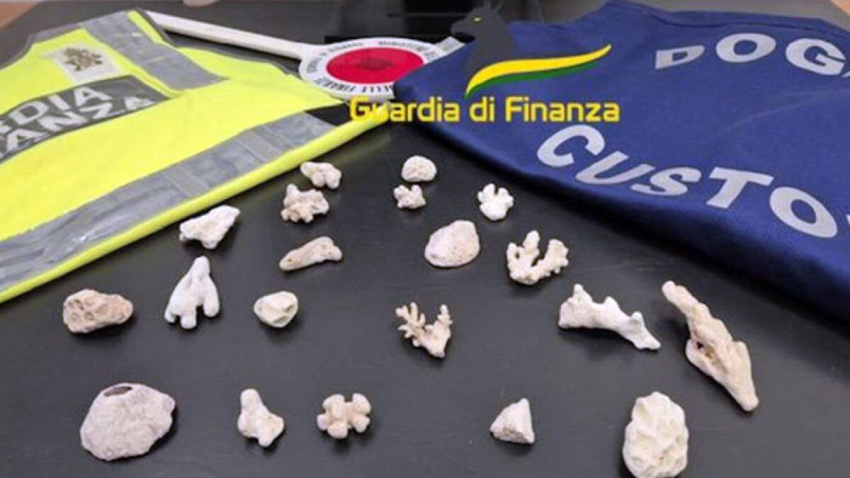 Arriva in aeroporto con 20 coralli vietati - 