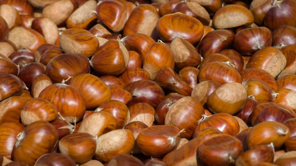 In tre vanno in spedizione per rubare castagne - 