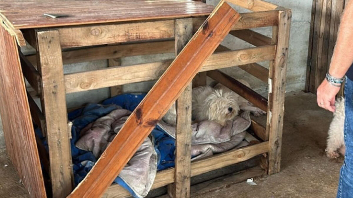Oltre 40 cani di razza chiusi in gabbia e maltrattati - 