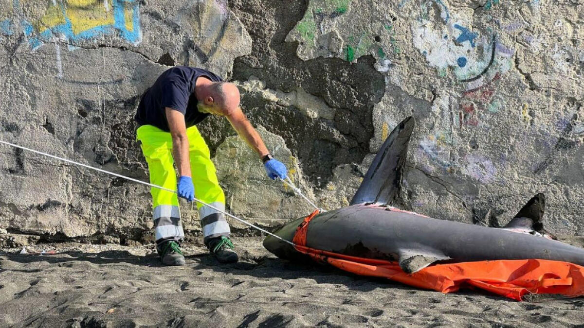 I due squali volpe spiaggiati a Torre uccisi da uno strumento da pesca - 
