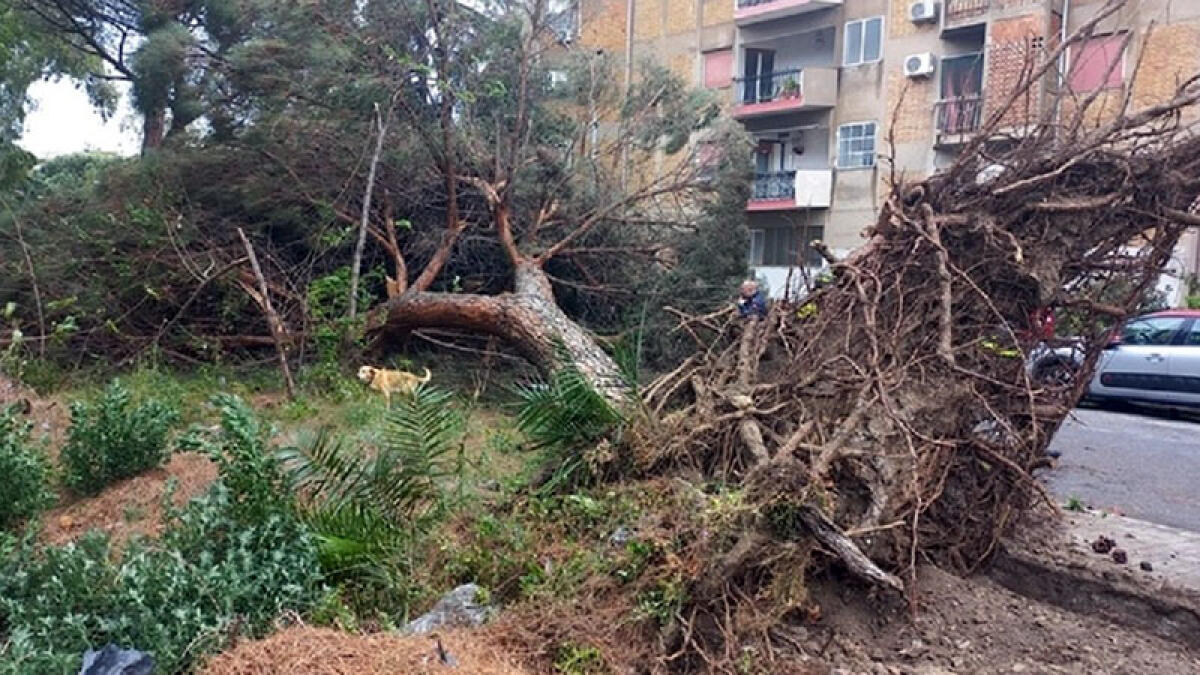 Albero crollato al Campus di Fisciano, 25enne in terapia intensiva - 