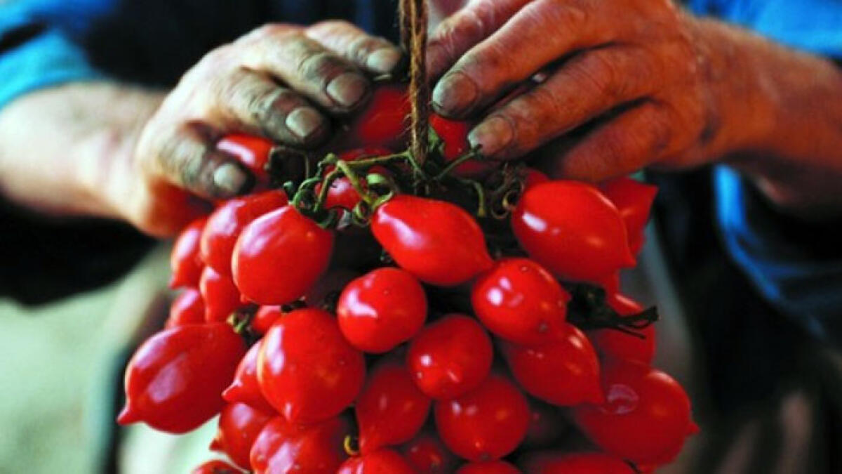Coltellata al Vesuvio: sequestrati pomodorini del piennolo contraffatti - 