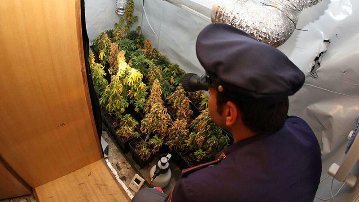 Serre per la droga e 5 chili di marijuana in casa - 