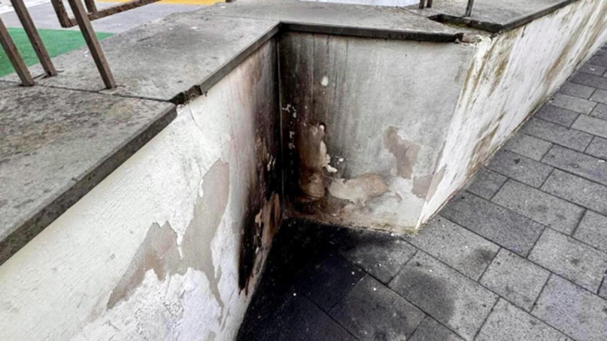 Gattino bruciato vivo a Sant'Antonio Abate - 