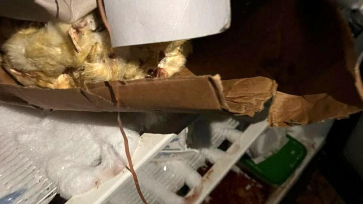 Pulcini morti nel congelatore, sigilli a noto locale - 