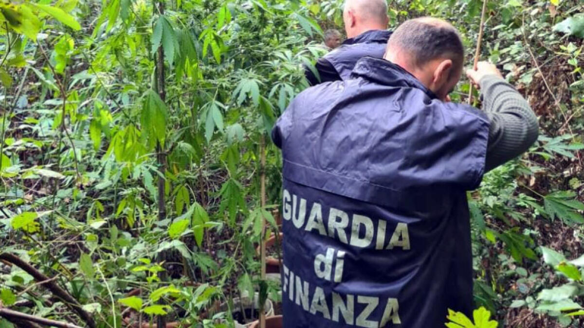 Scoperta e distrutta mega-piantagione di canapa indiana - 
