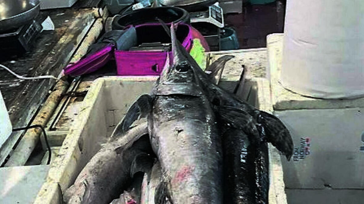 Natale sicuro, sequestrate 10 tonnellate di pesce nel mercato vesuviano - 