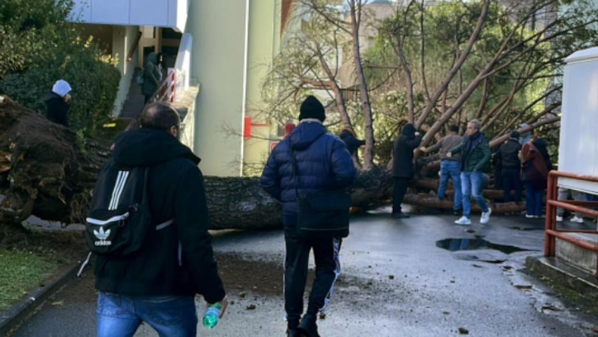 Albero caduto a Fisciano: protesta degli studenti contro il rettore - 