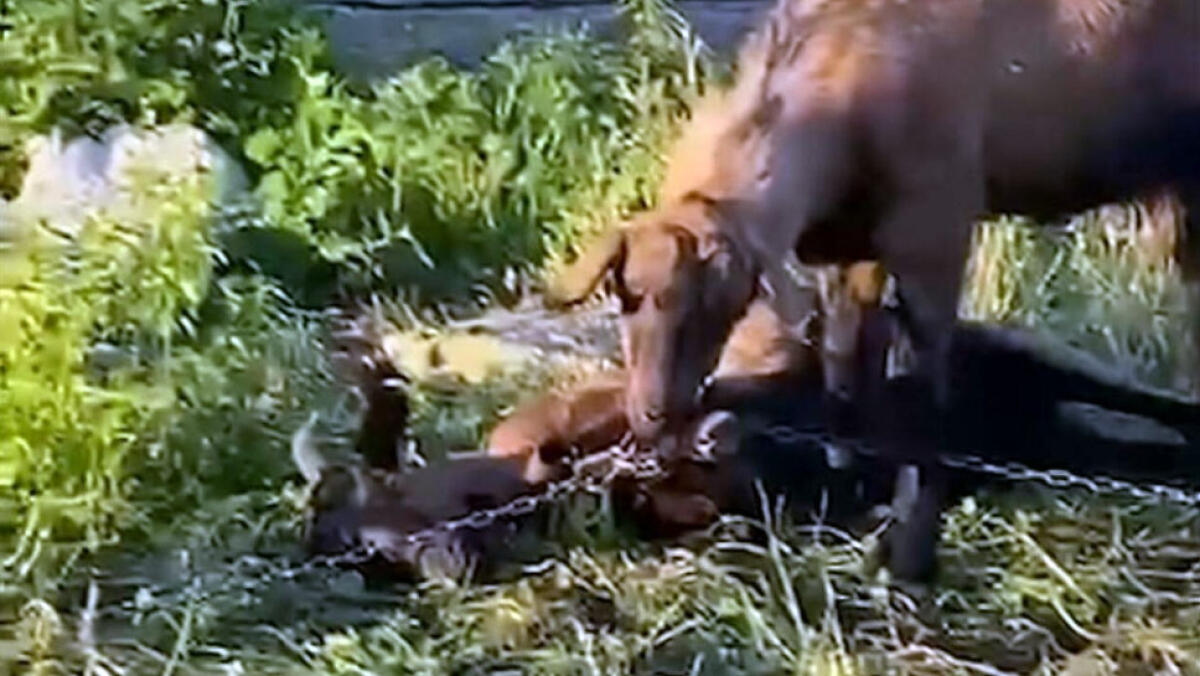 Due caprette legate con il ferro - 