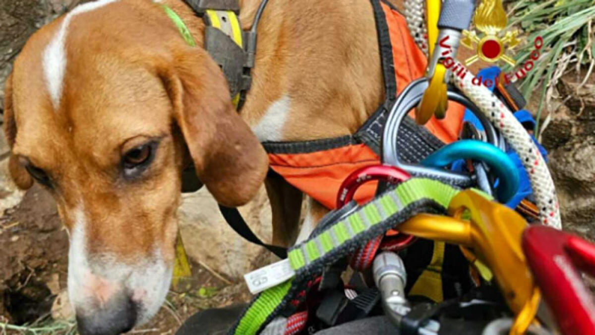 Cani nel burrone, arrivano i pompieri - 