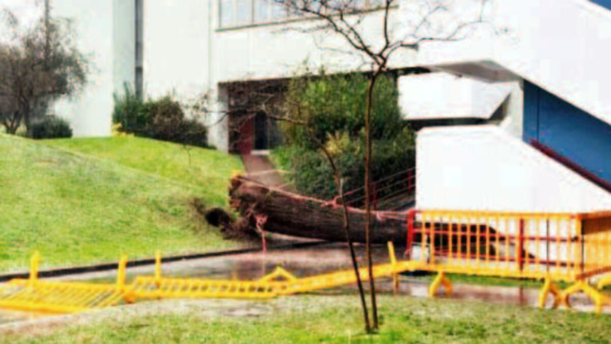 Albero crollato a Fisciano, si aggrava il secondo ferito e finisce in terapia intensiva - 