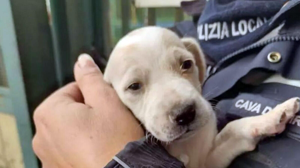 Butta due cuccioli nel torrente - 