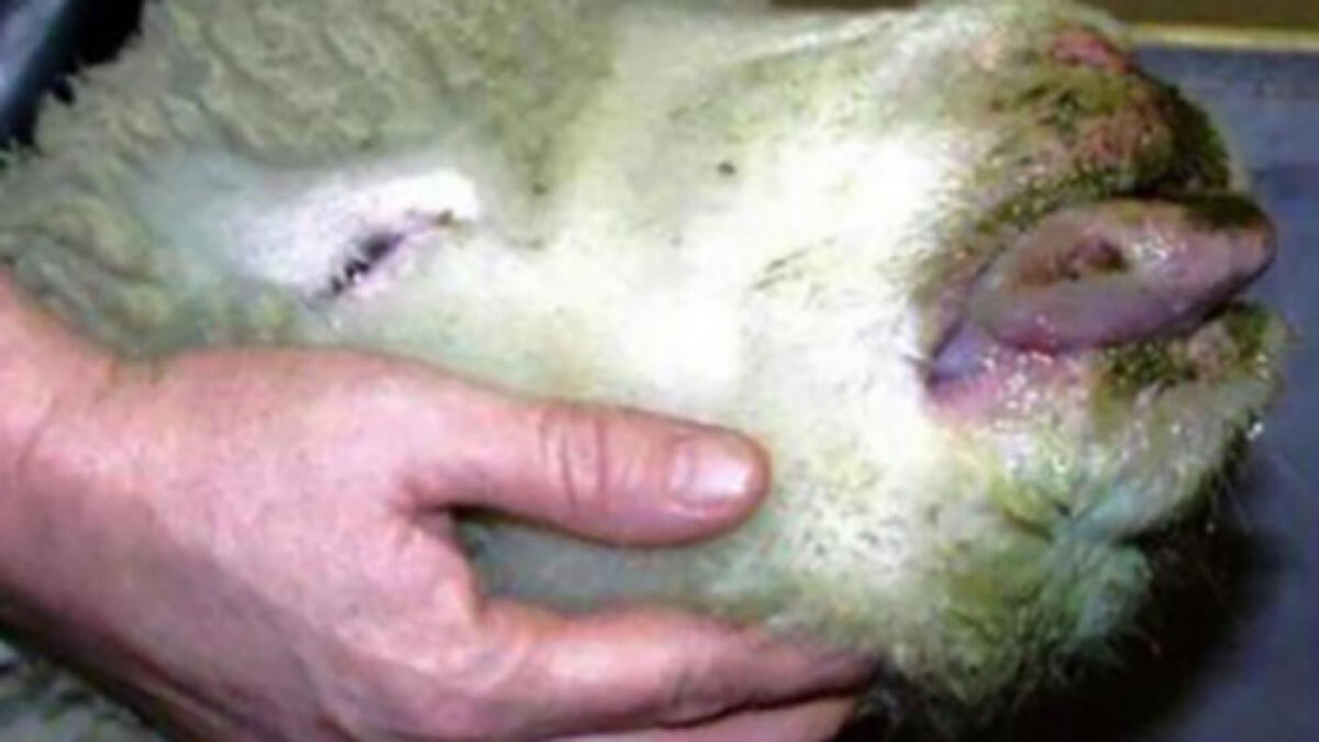 Il morbo della lingua blu adesso fa paura - 