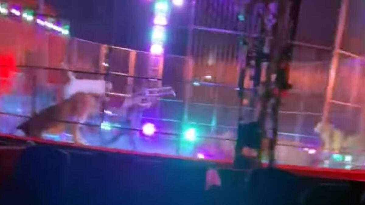 I leoni del circo vanno in agitazione: domatore costretto a colpirli - 
