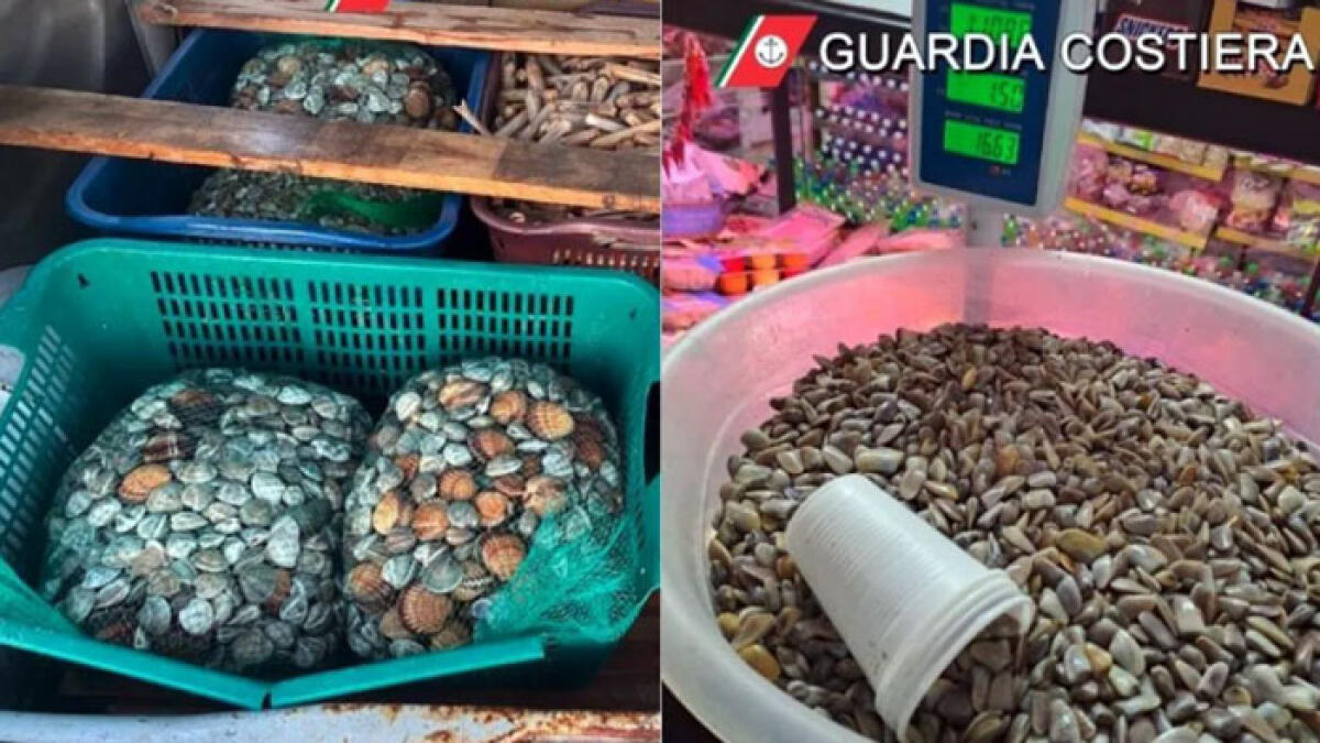 Sequestrati 900 chili di frutti di mare a rischio, sigilli alle pescherie - 