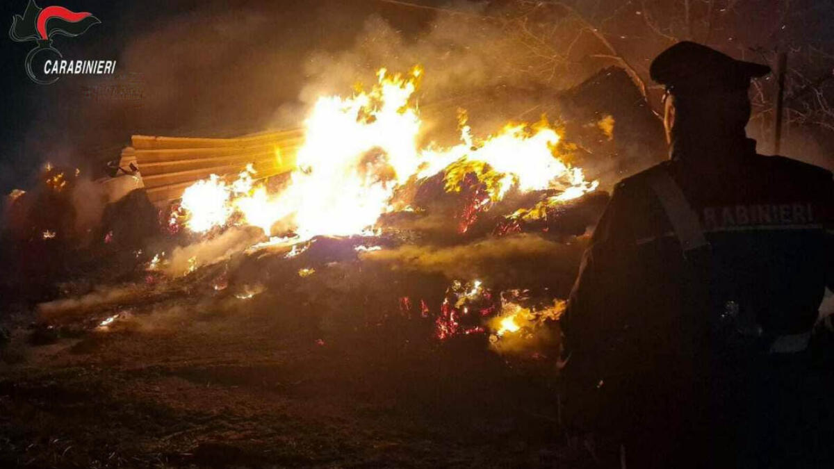 Incendio nell'azienda agricola, morti 20 ovini - 