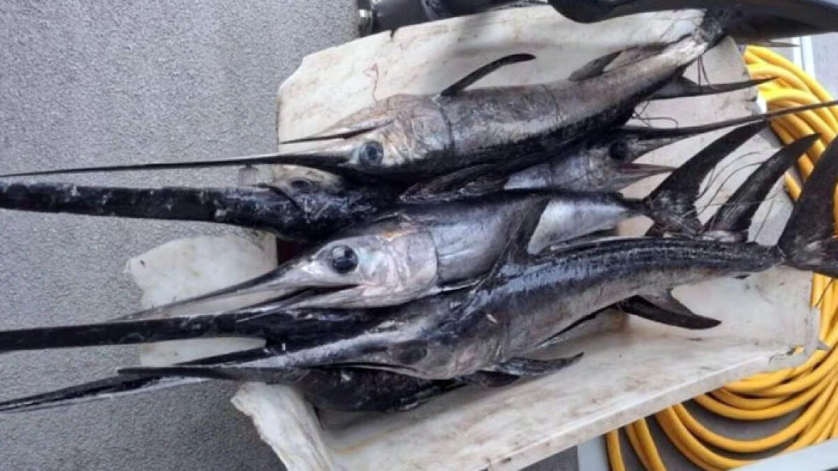 Sequestrati i pesce spada pescati nel mare vesuviano - 