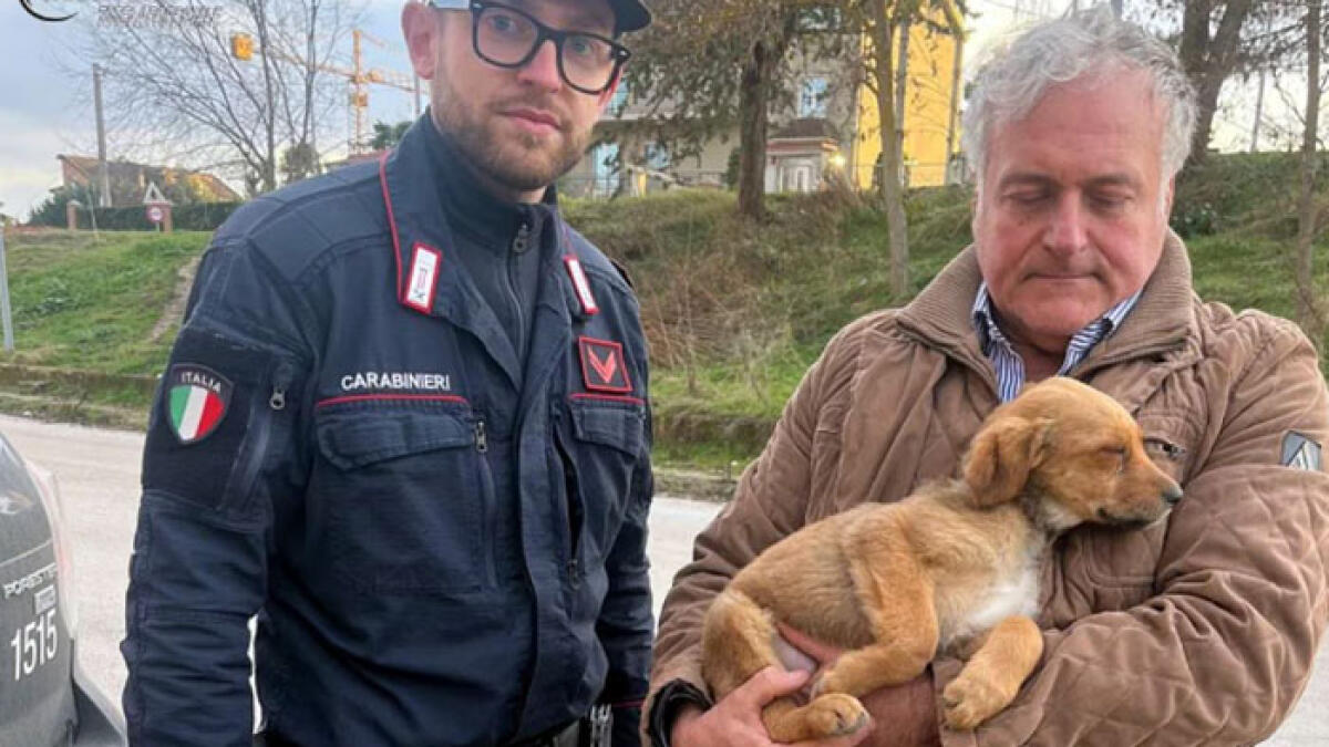 Cucciolo denutrito vaga per giorni tra le strade - 