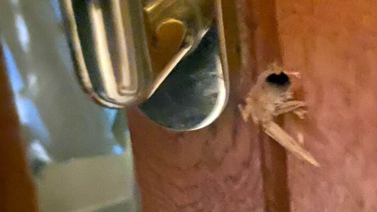 Ladri nella villetta, portati via soldi e gioielli - 