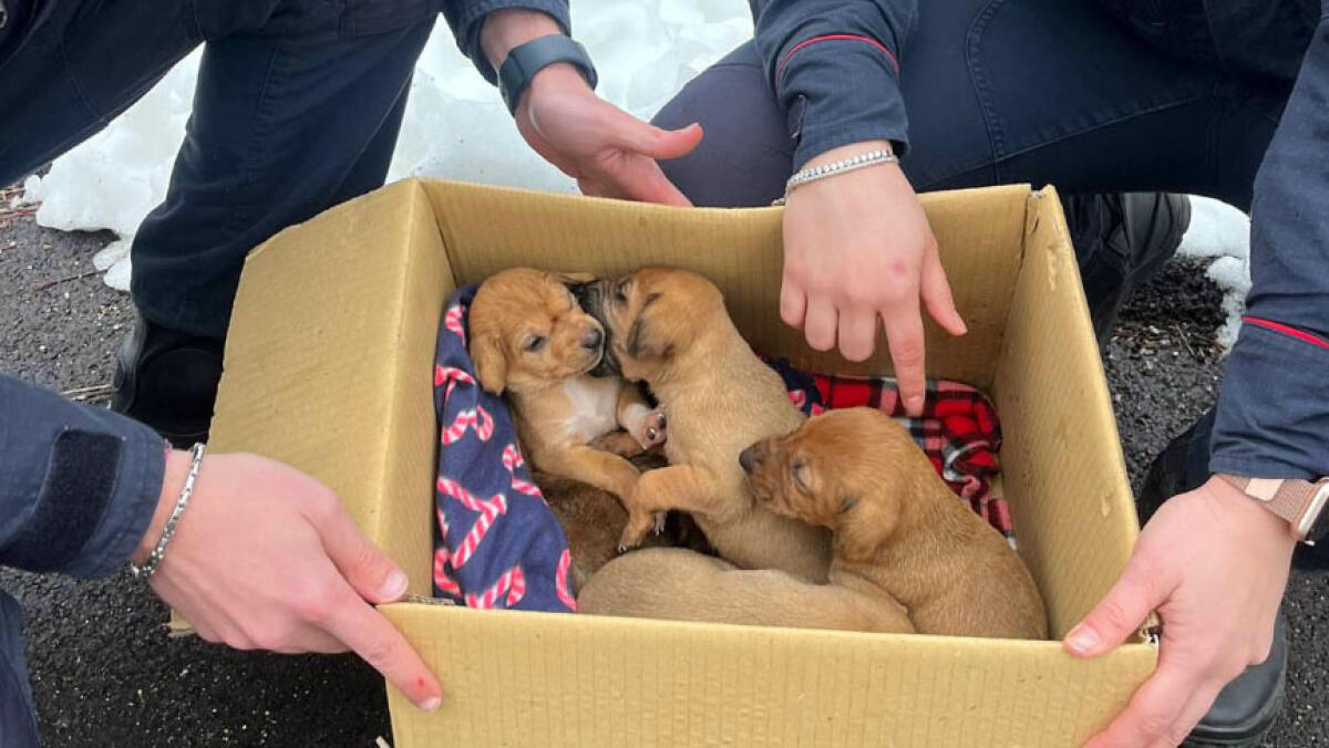 Cinque cuccioli abbandonati al gelo - 