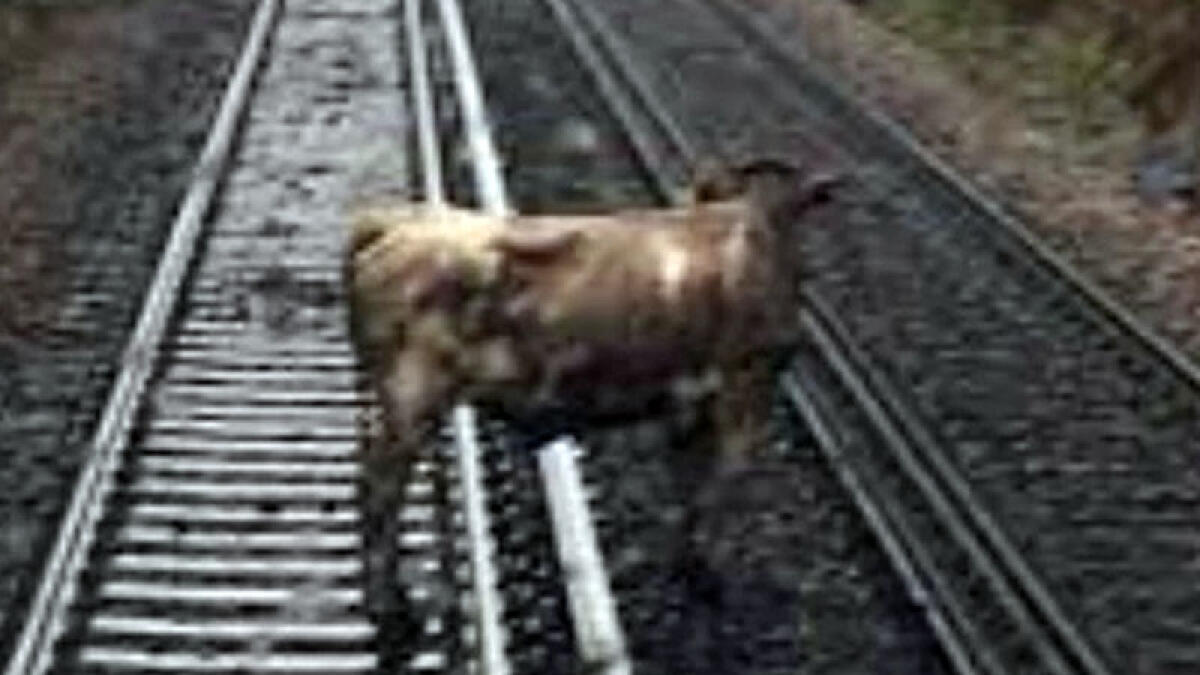 Mucca sui binari, si ferma la circolazione dei treni - 