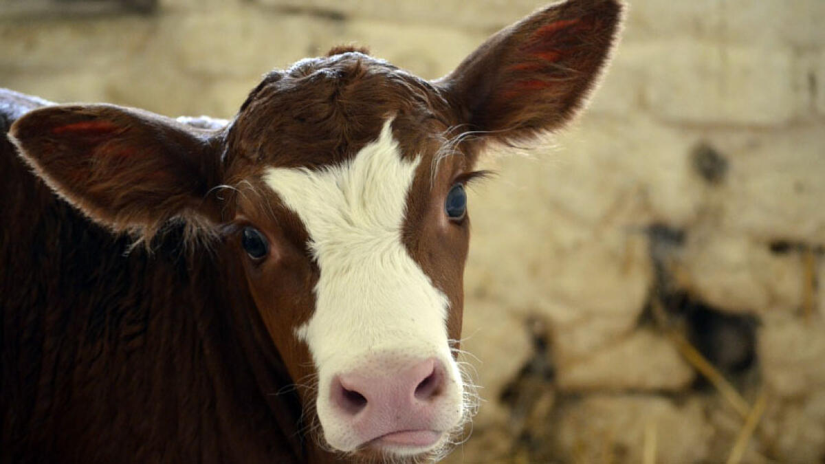 Preso a testate da un vitello, muore nella fattoria didattica - 