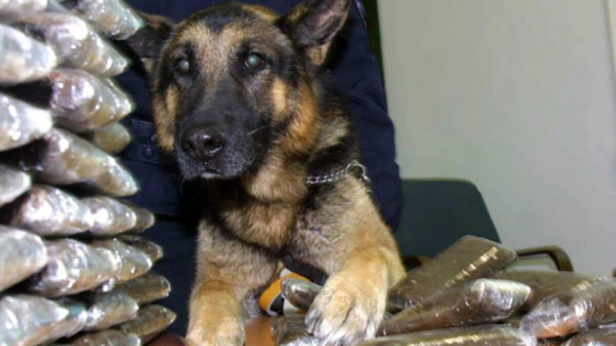 Il cane Axel fa chiudere una piazza di spaccio - 