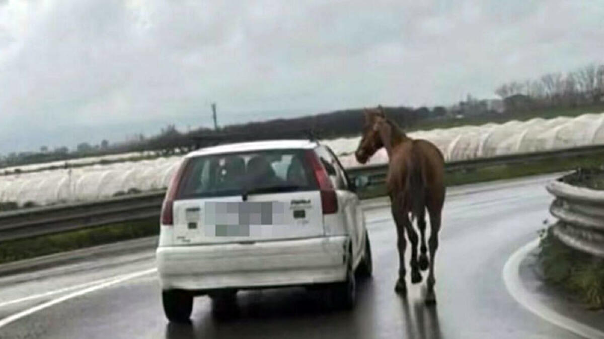 Traina il cavallo in auto sulla superstrada - 