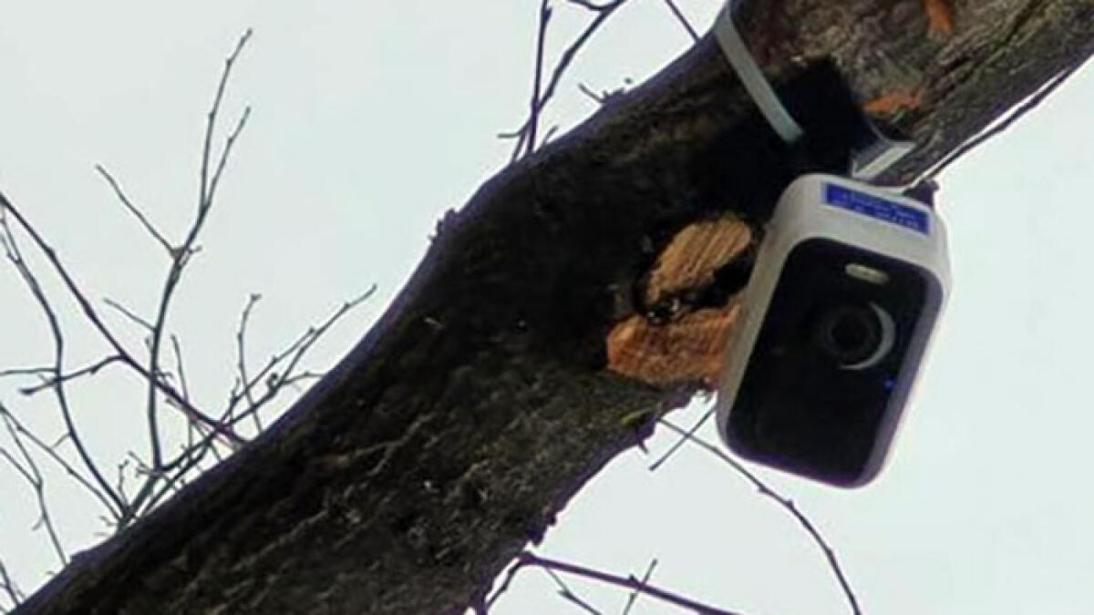 Sarno contro i rifiuti, arrivano le fototrappole - 