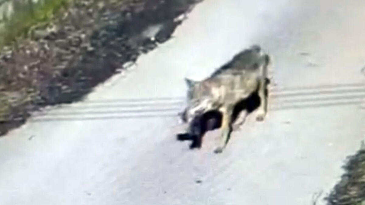 Lupi immortalati nel centro abitato dalle telecamere - 