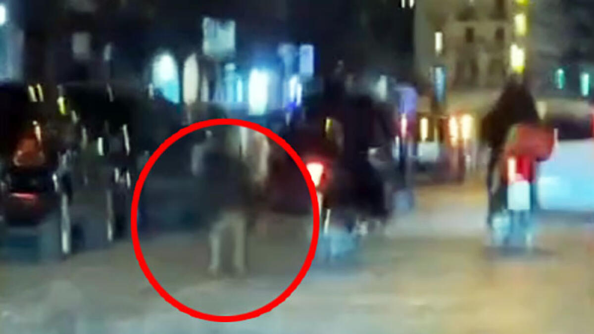 Cane al guinzaglio trascinato in scooter - 