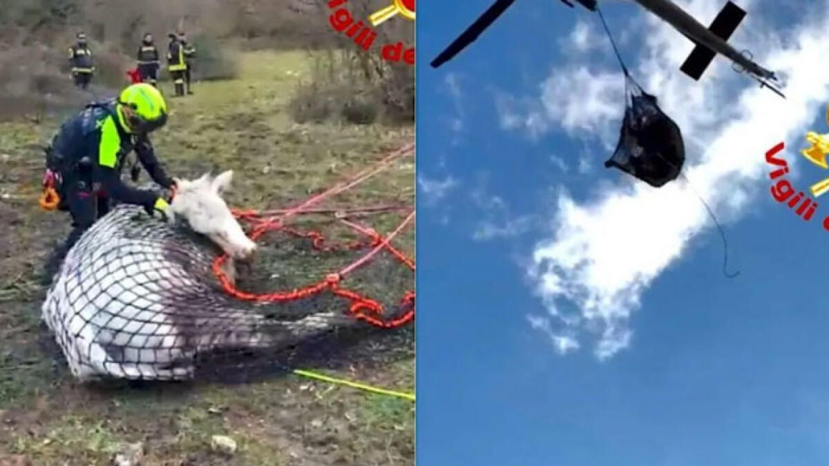 Mucca incinta precipita e si spezza una zampa - 