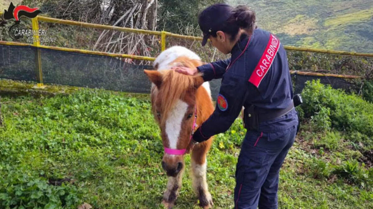 Scoperti tre pony legati e abbandonati - 