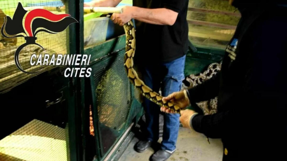 Cammello morto, sequestrati altri animali dal circo - 