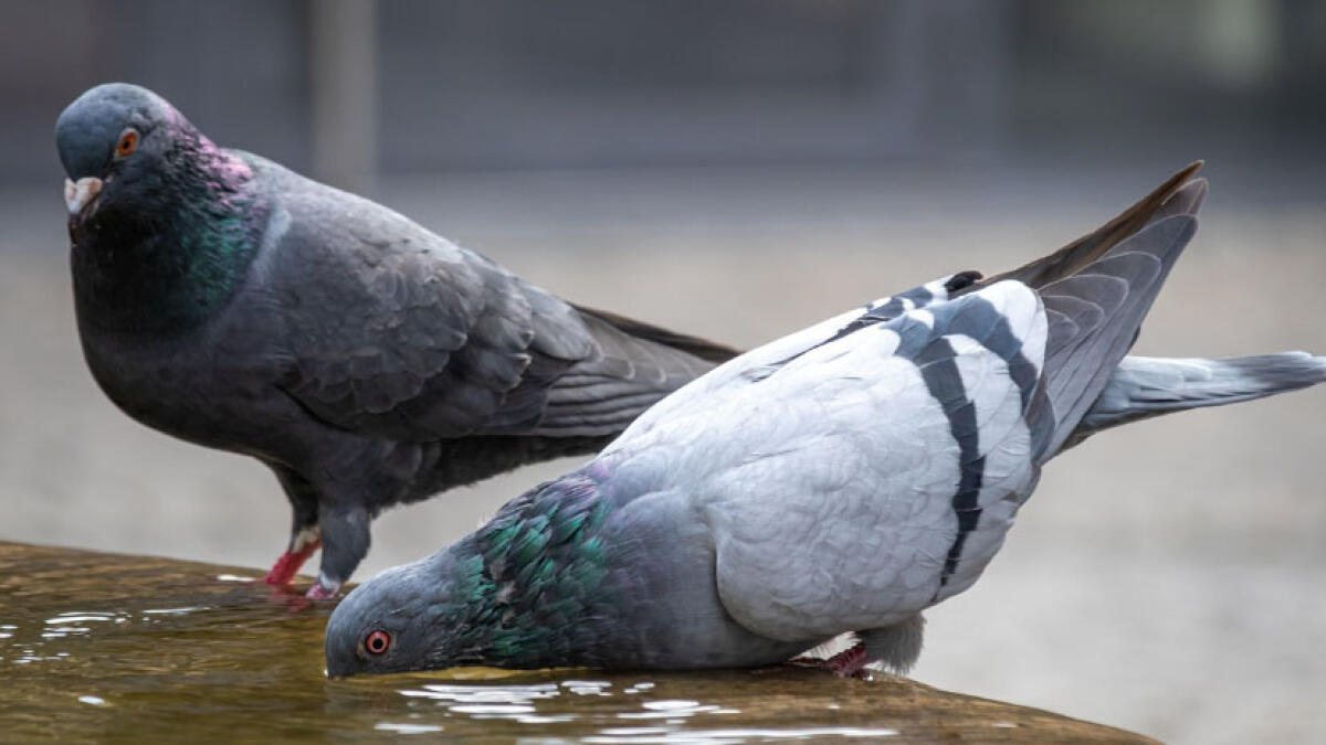 Mozza la testa a quattro piccioni nel parco - 