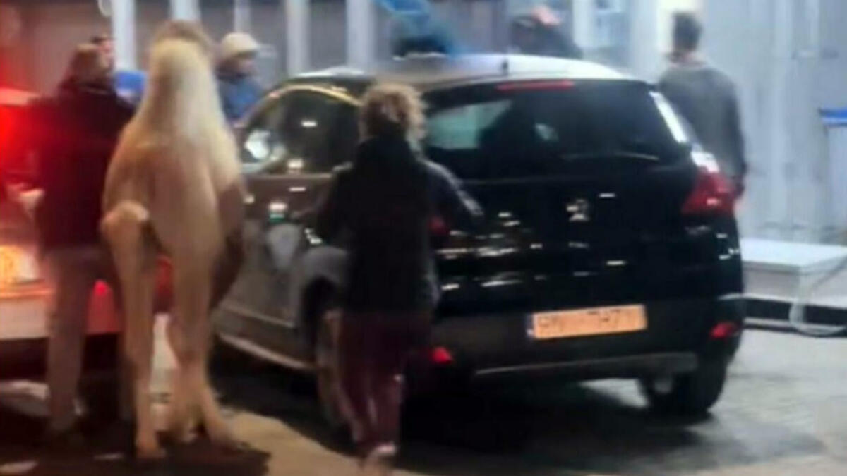 Cammello scappa dal circo e vaga per la città - 