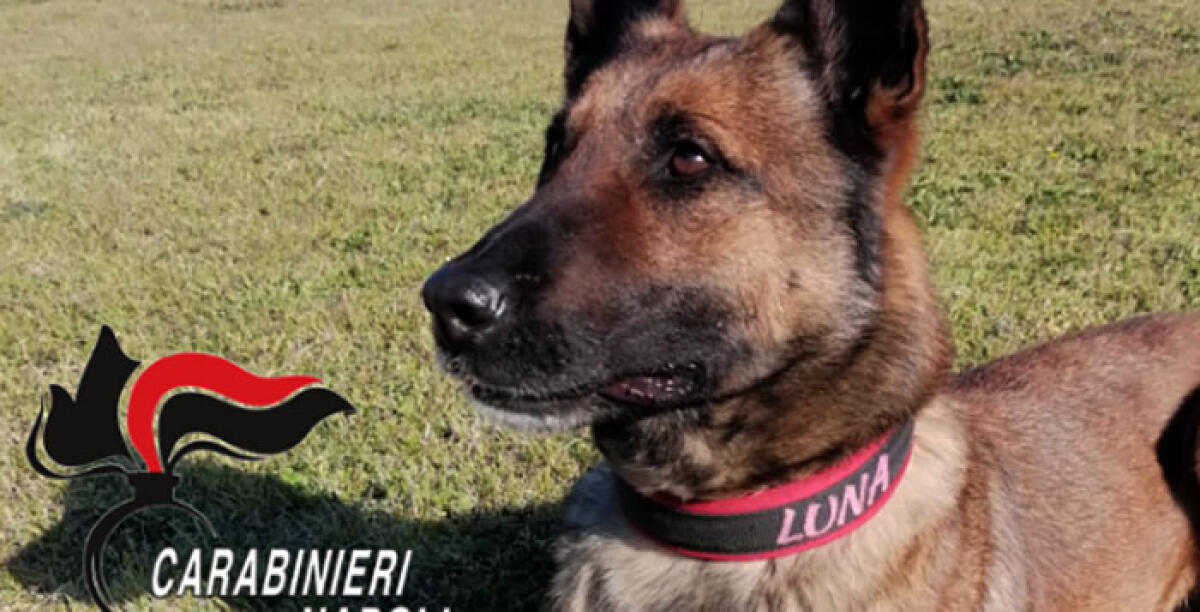 Il cane antidroga Luna fa arrestare tre persone - 