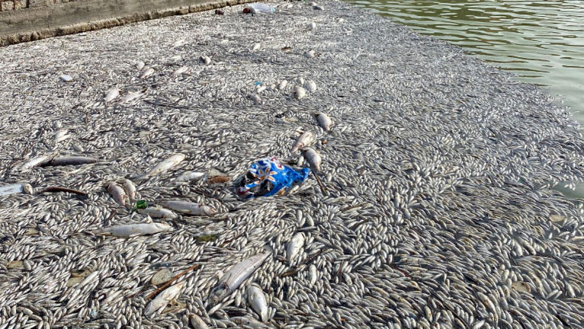 Strage di pesci, sigilli all'impianto di sollevamento - 