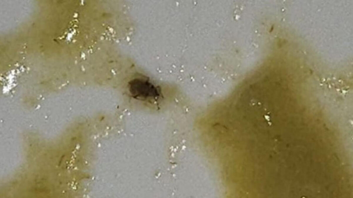 Insetti nei pasti della mensa scolastica, colpa dei broccoletti contaminati - 