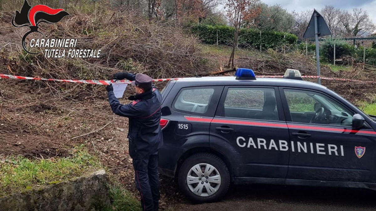 Distruggono 4mila metri di bosco con un escavatore - 