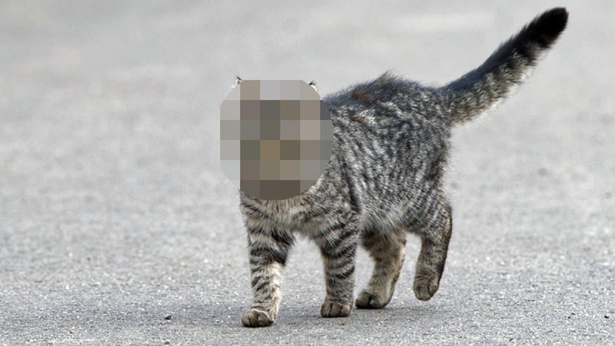 Gatti uccisi a Torre, una taglia per trovare l'autore - 