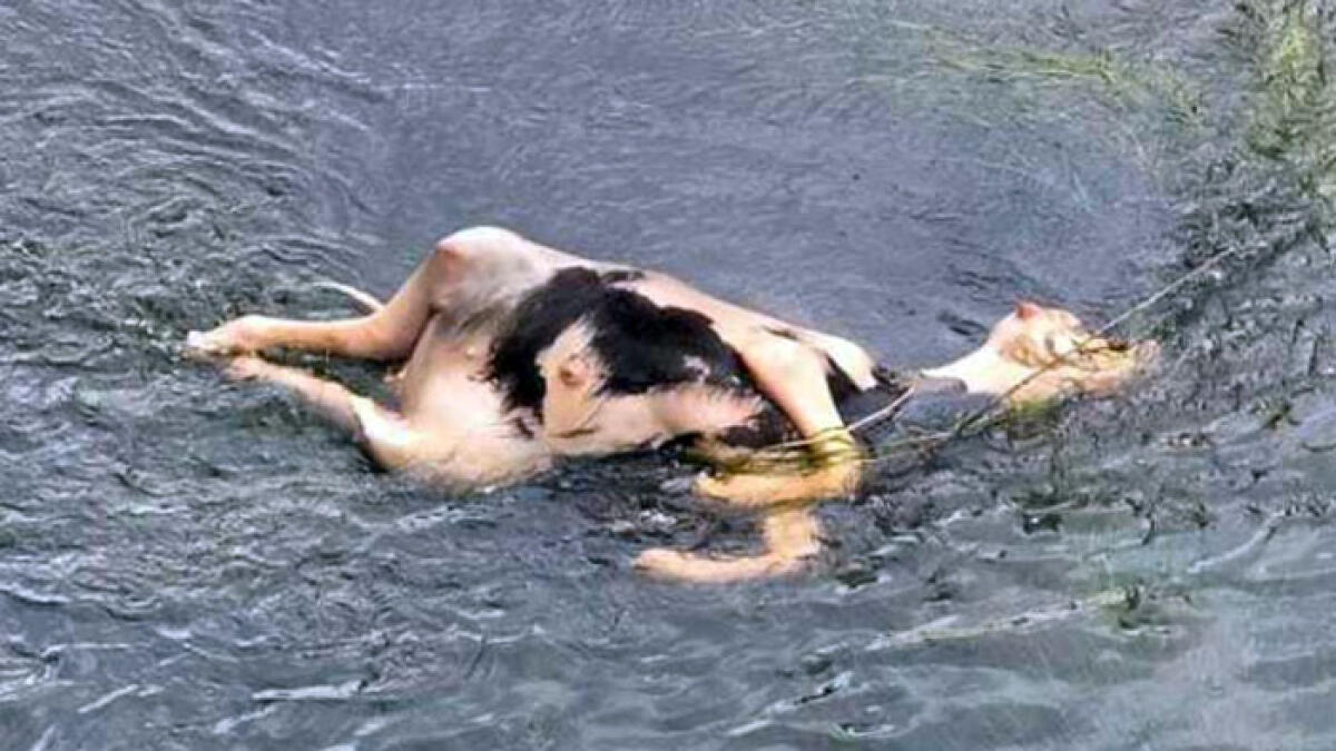 Carcassa di vitello nel fiume Sarno a Scafati - 