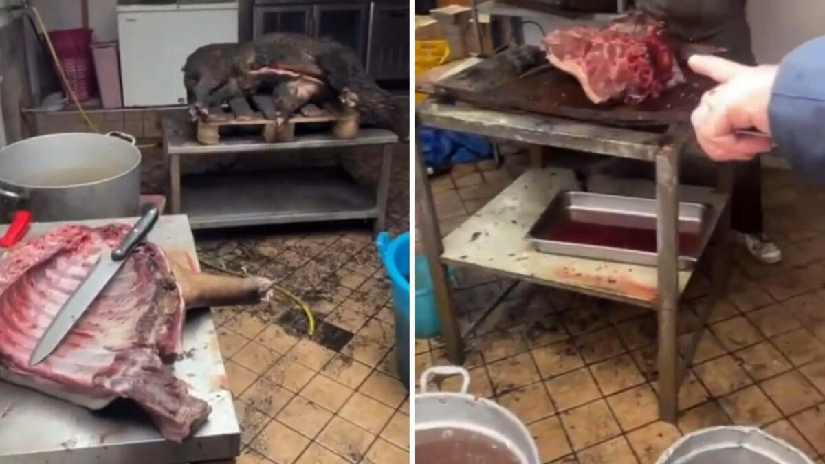 Carcasse di cinghiale macellate abusivamente, la scoperta a Pomigliano - 